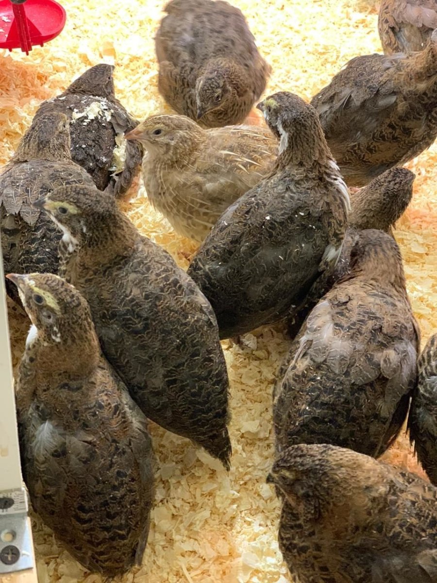 Селадон перепела