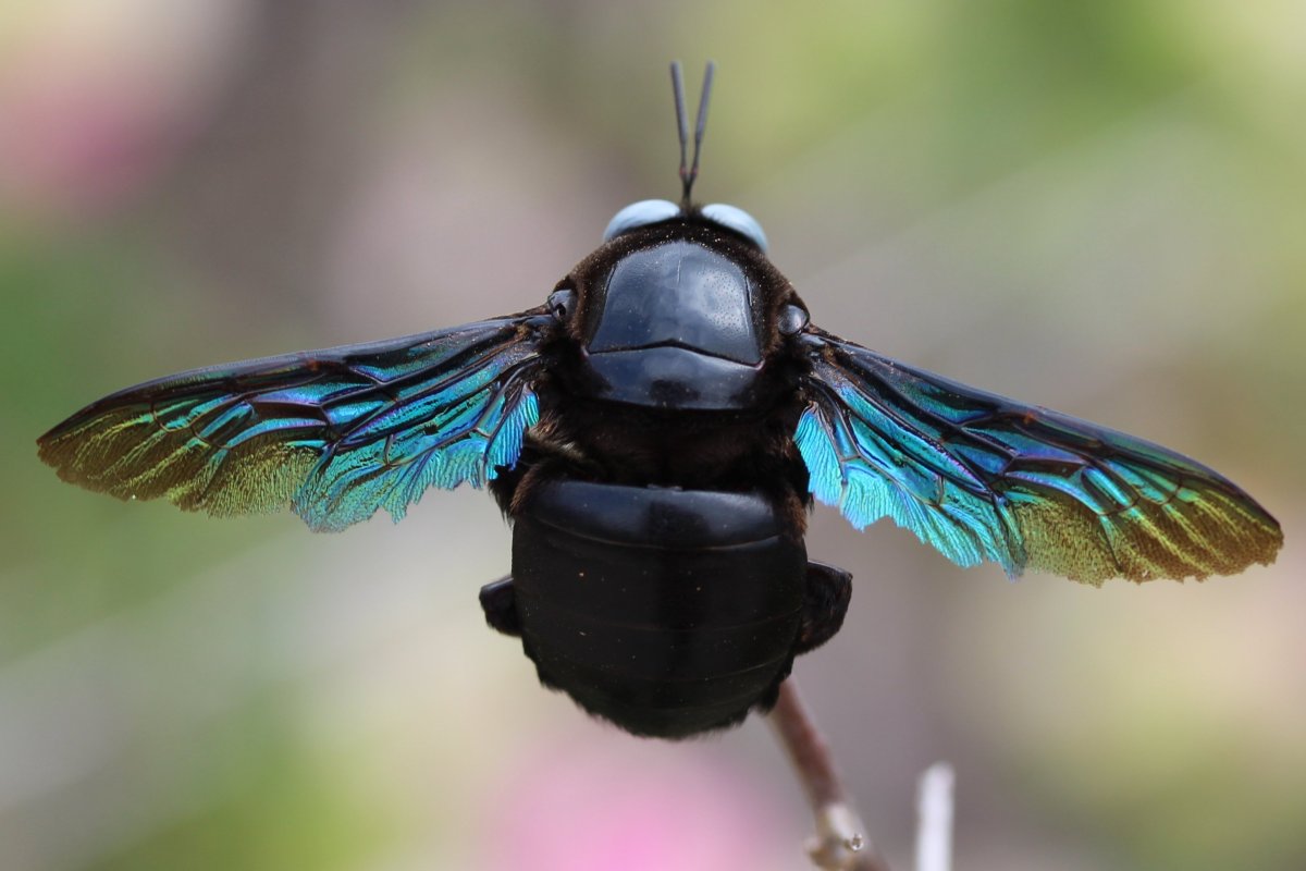 Шмель плотник ксилокопа