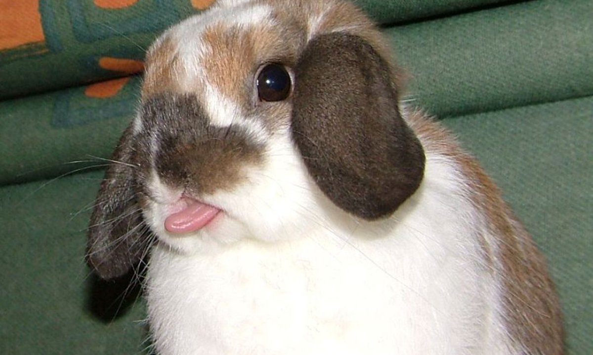 Обиженный зайчик