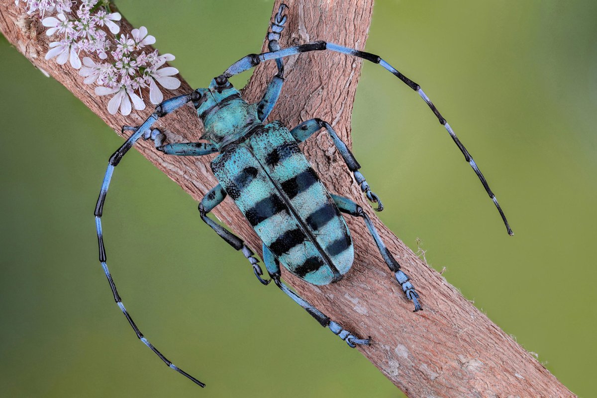 Радужный кузнечик Dactylotum bicolor