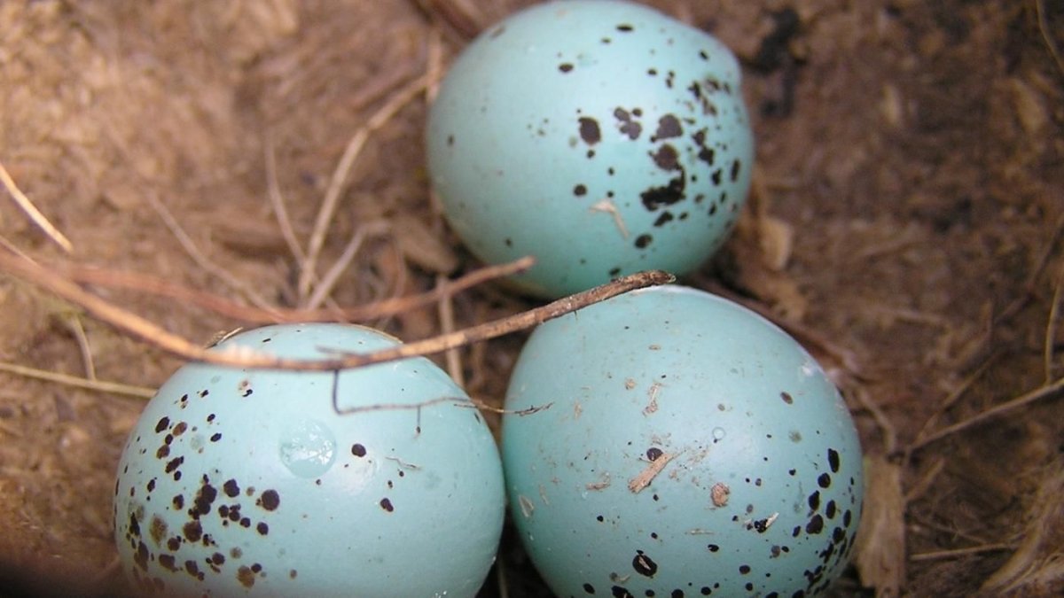 Яйца птиц голубые в крапинку