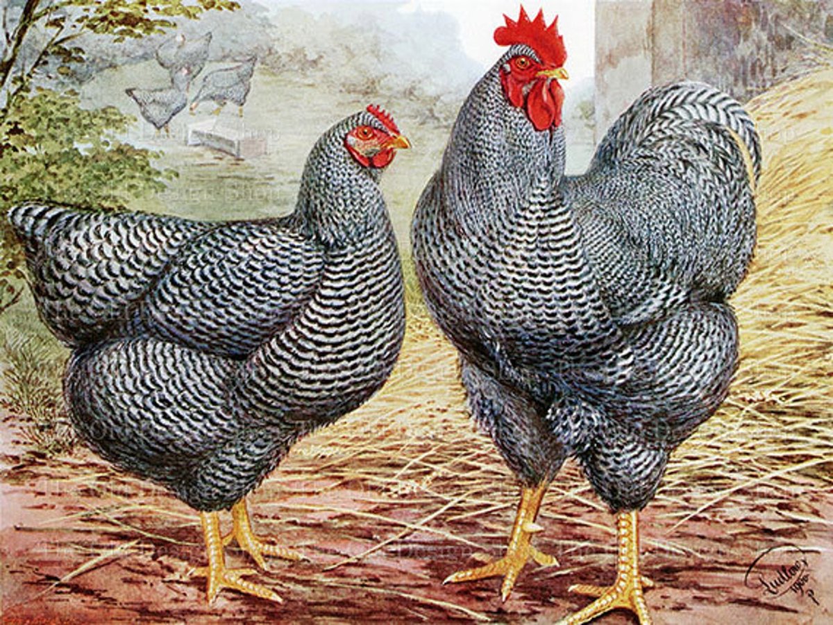 Брама плимутрок курицы