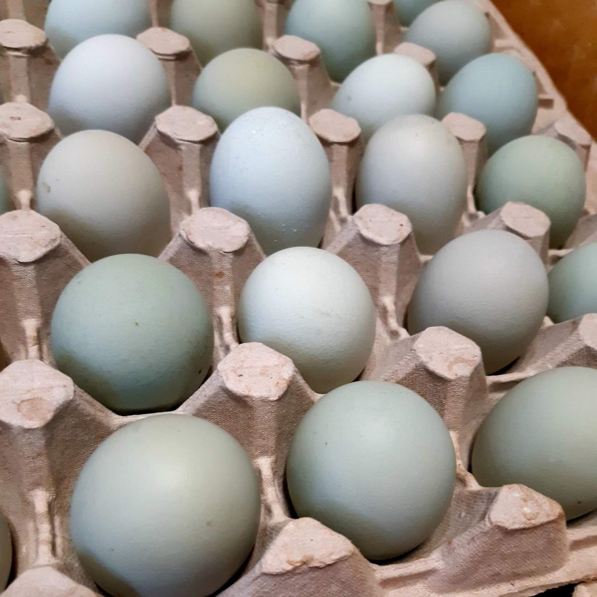 Куры Доминант с голубым яйцом