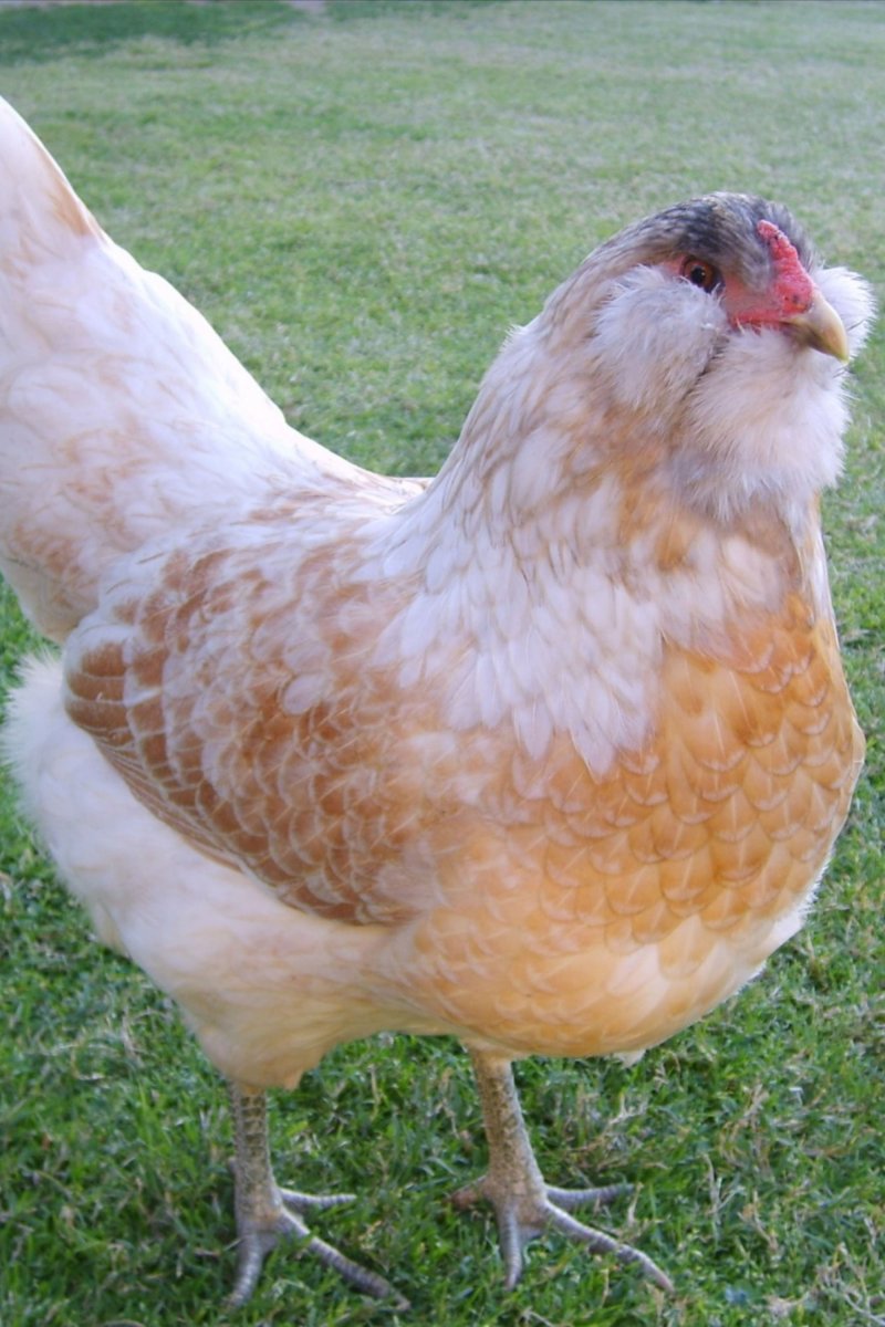 Амераукана порода