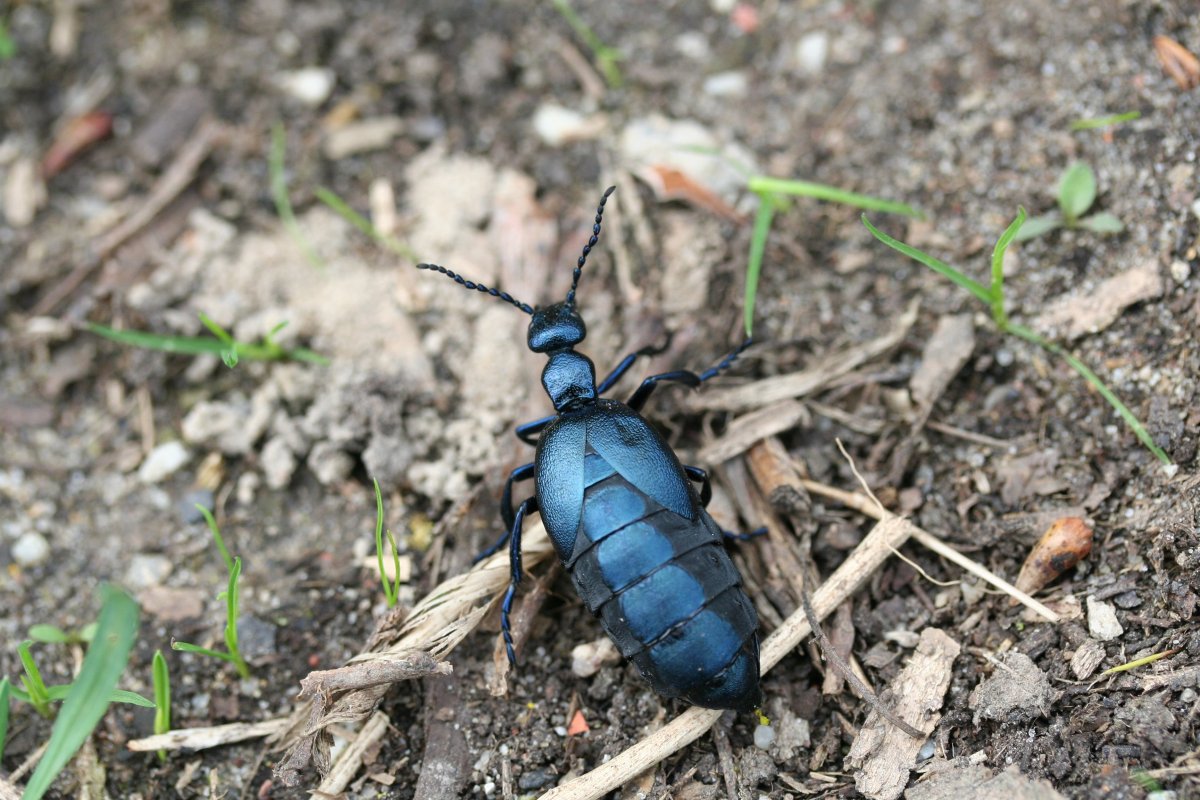 Torynorrhina flammea