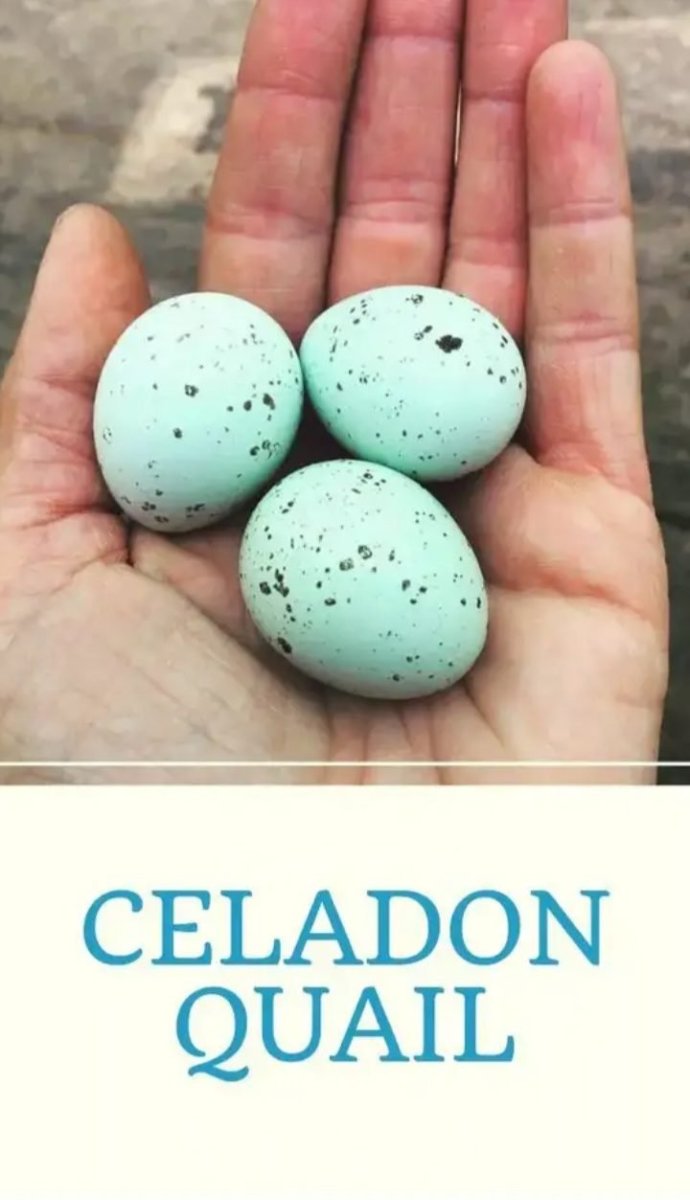 Селадон перепела яйца