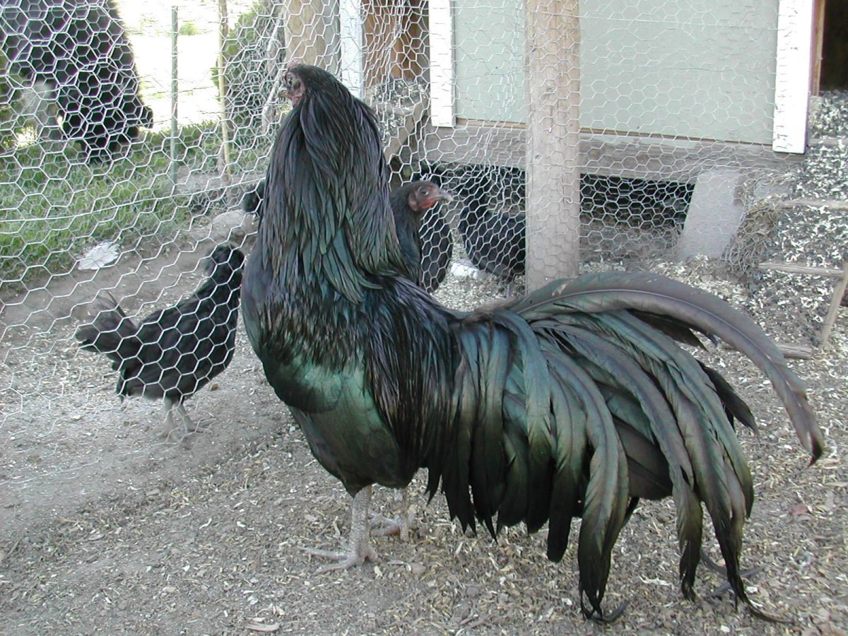 Йокогамский петух Феникс