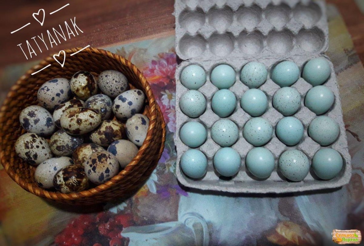 Яйца перепелов селадон