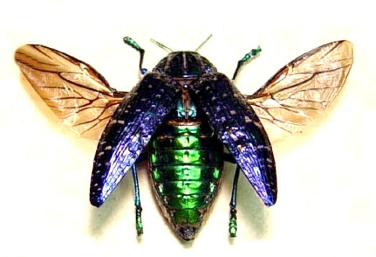 Майский Жук Рогач Крылья