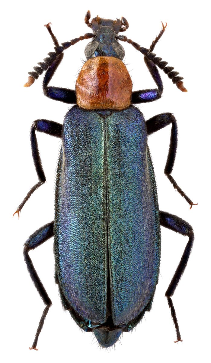 Жук бомбардир