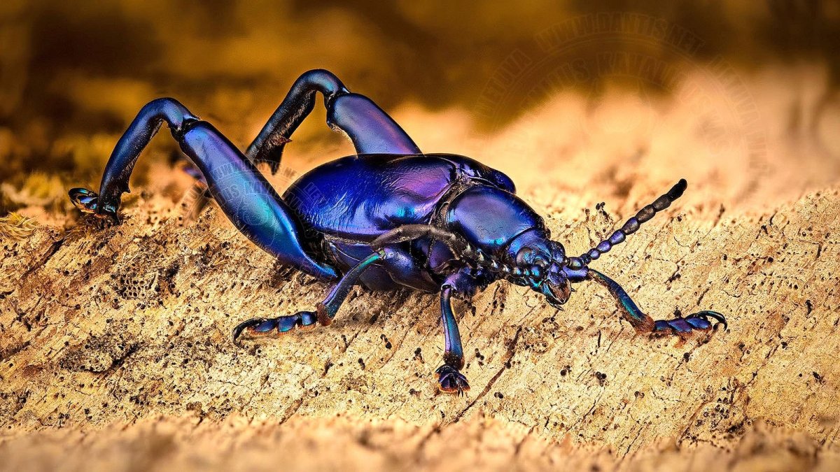 Фиолетовый Жук усач