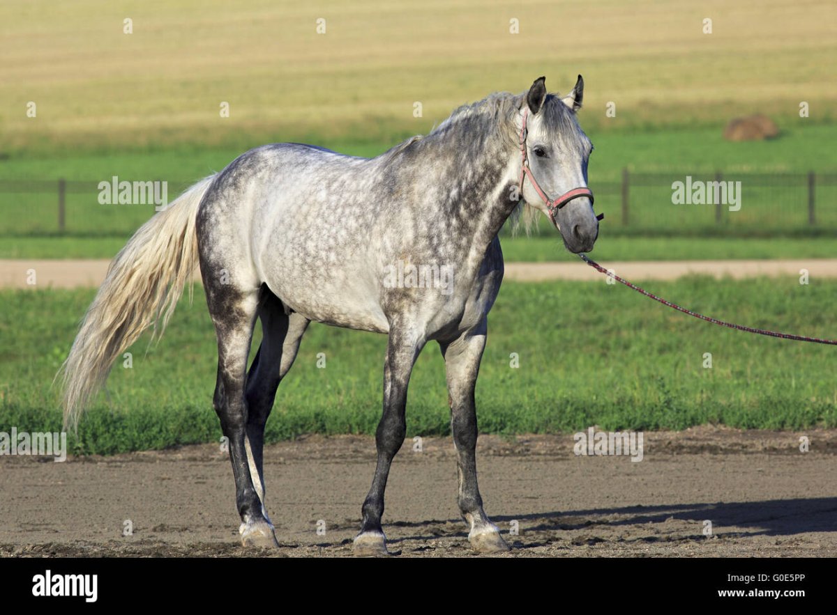 Сивая масть лошади