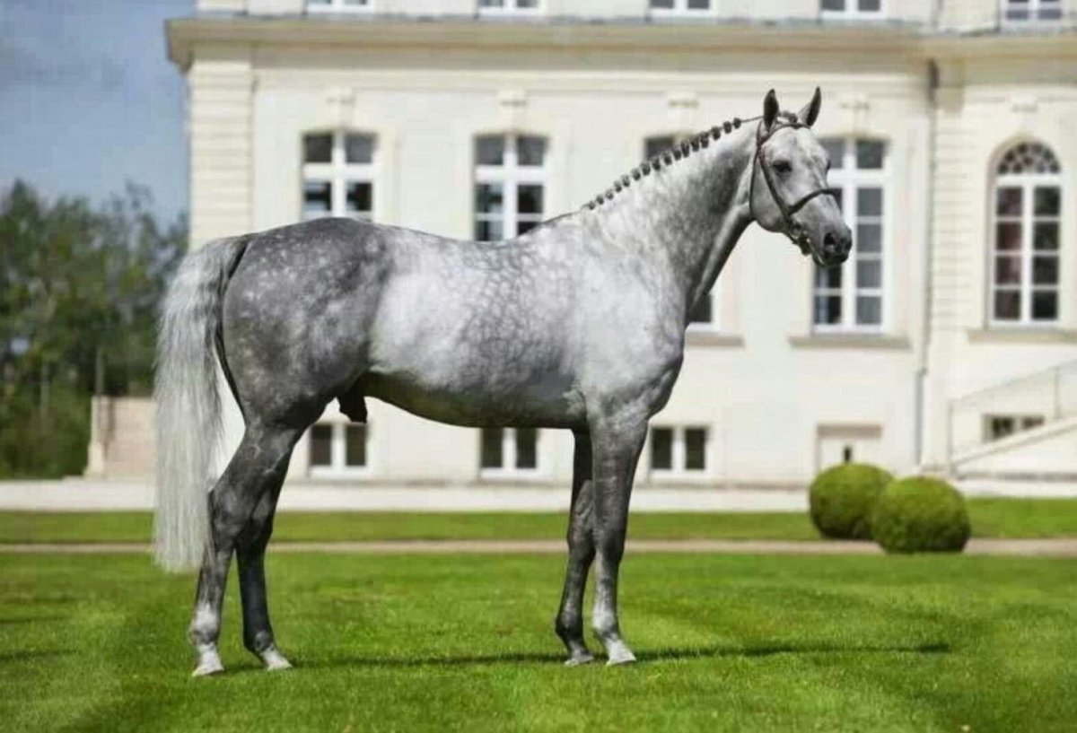 Лошади породы Кнабструппер