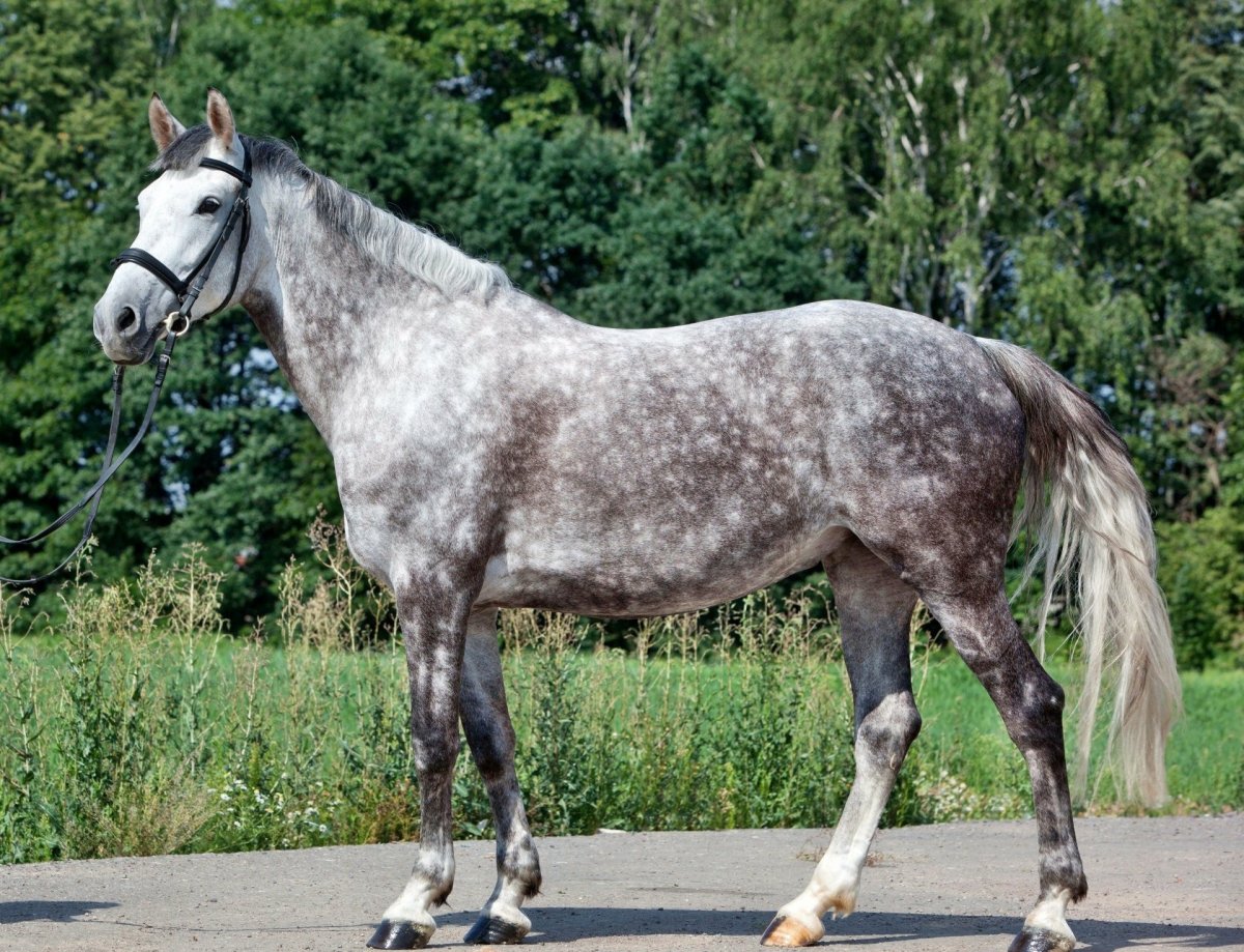 Орловский рысак масти