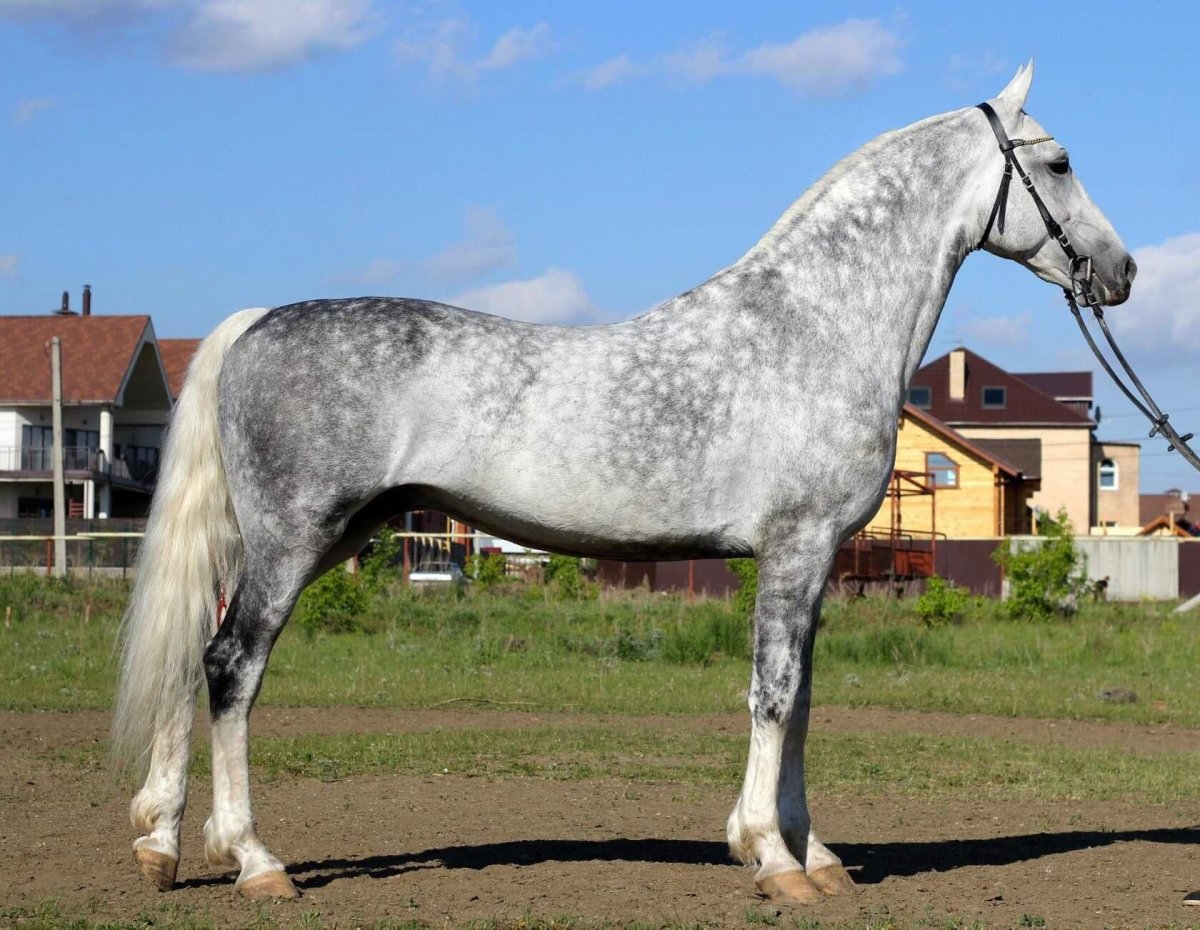 Амуниция для лошади