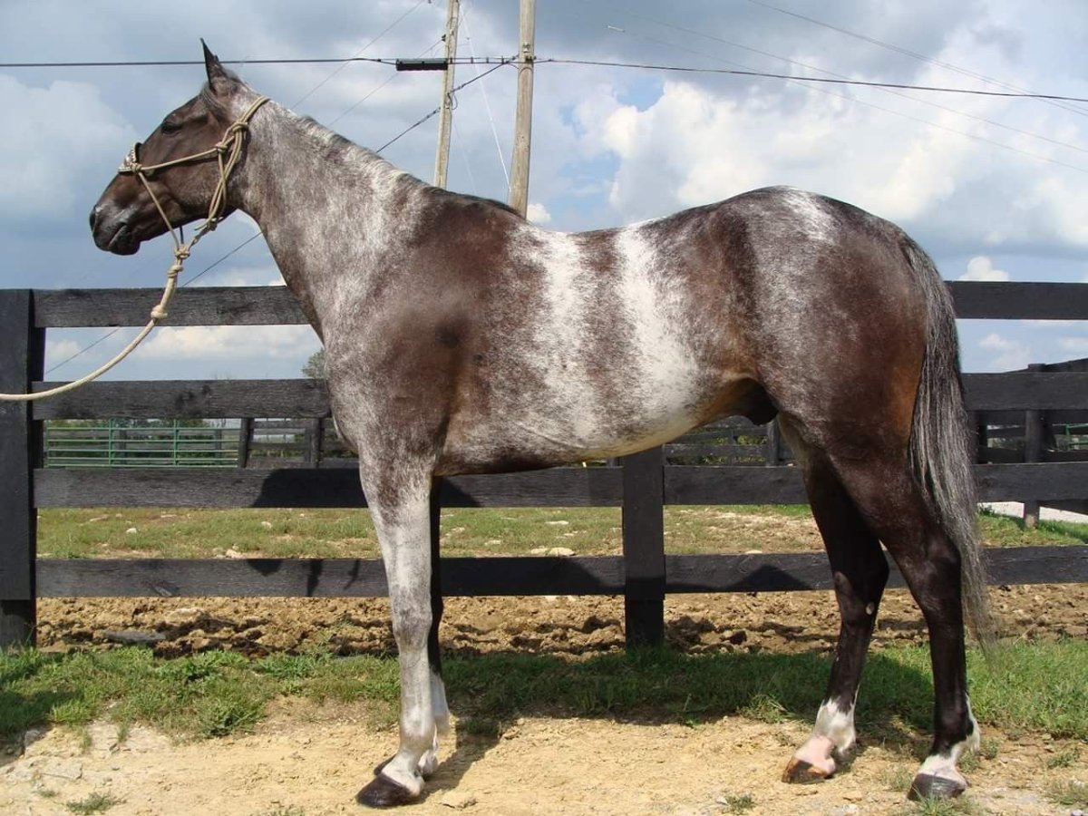 Тяжеловоз Шайр серый