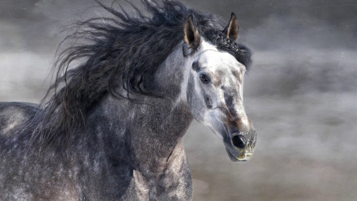 Орловский рысак серый в гречку