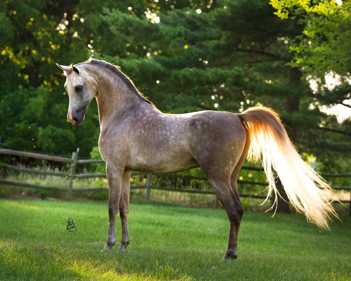 Орловский рысак серый в яблоках