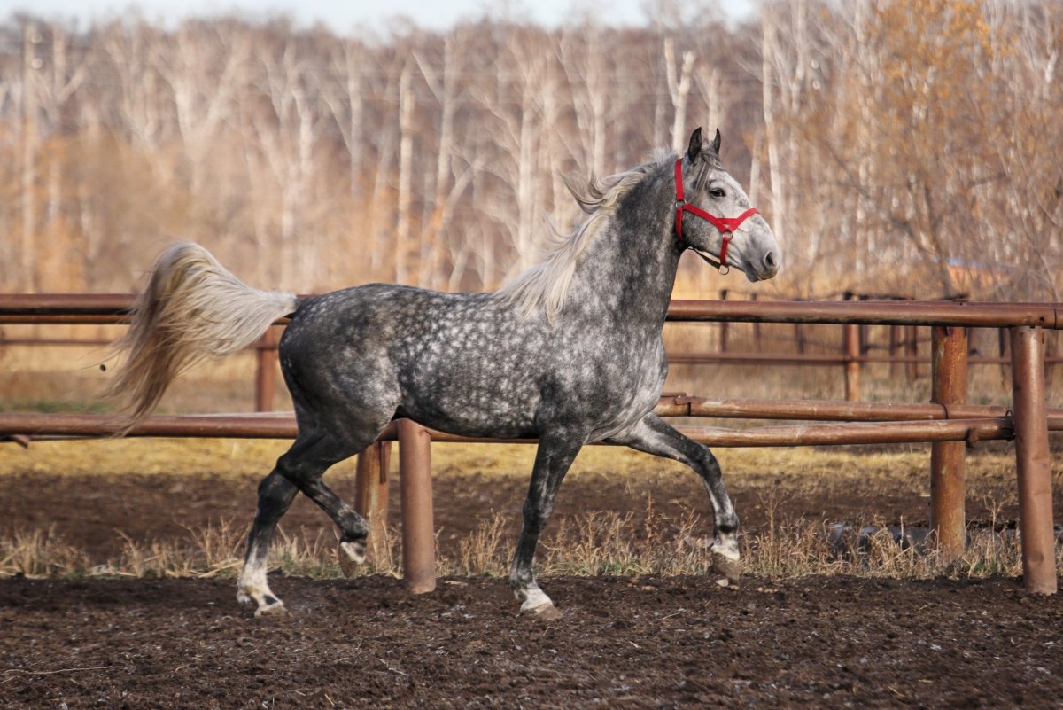 Лошадь породы Орловский рысак