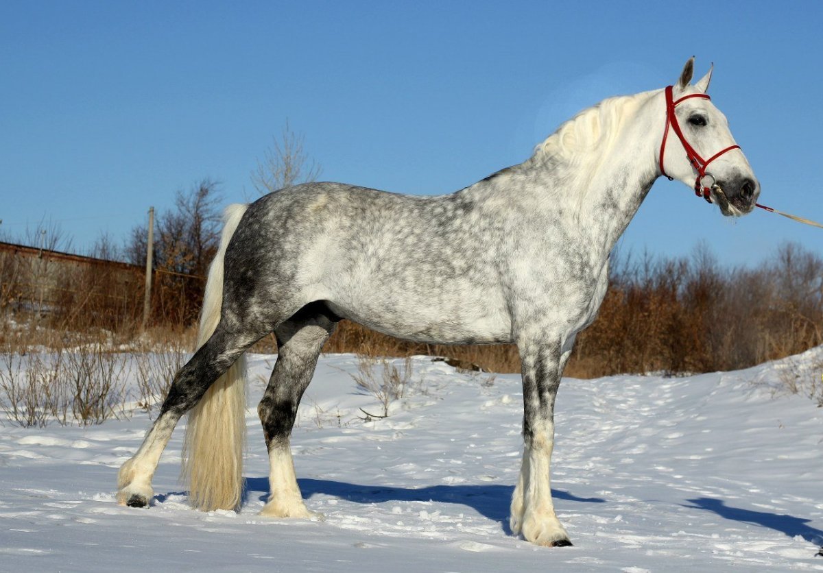 Орловский рысак серый в яблоках