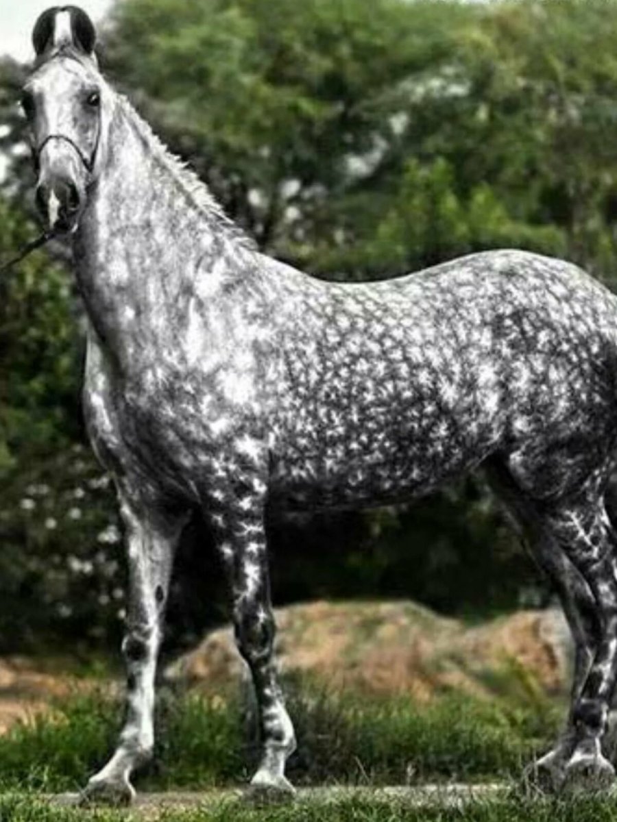 Аппалуза лошадь