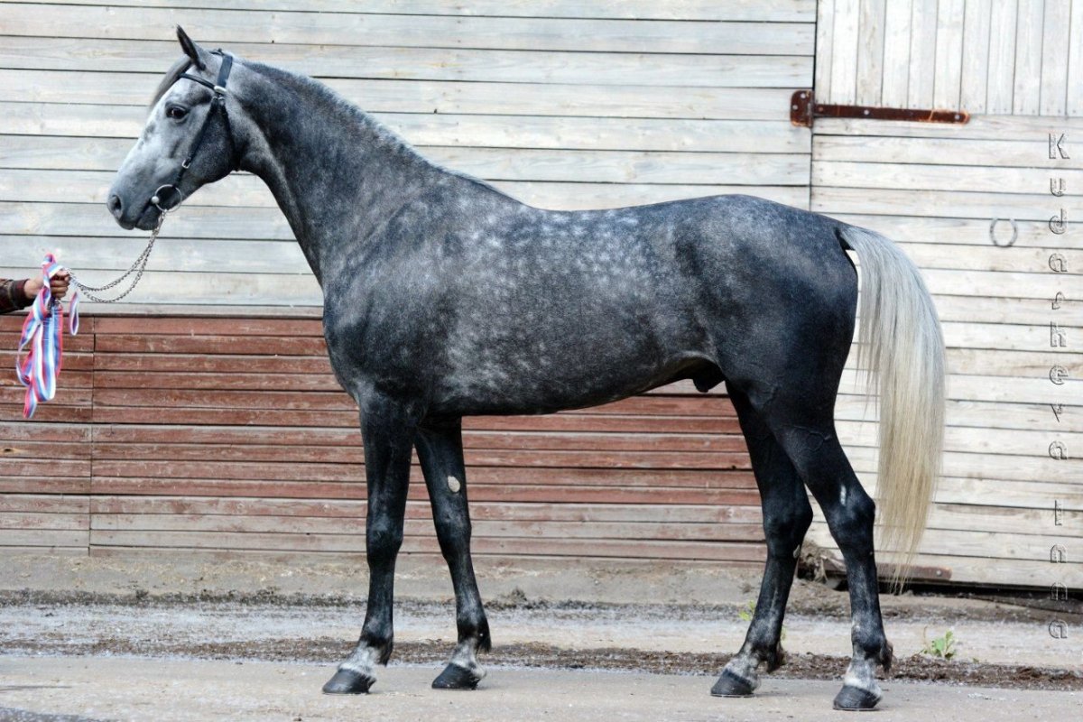 Лошадь Дженни Франкфурт