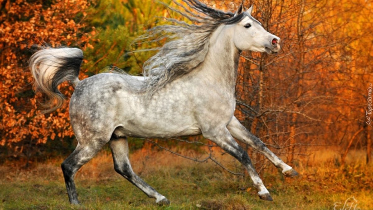 Серый в яблоках конь