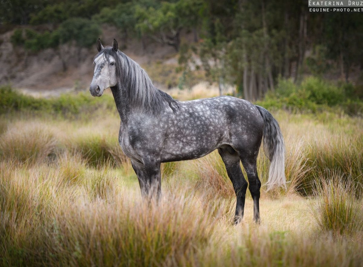 Орловский рысак масти