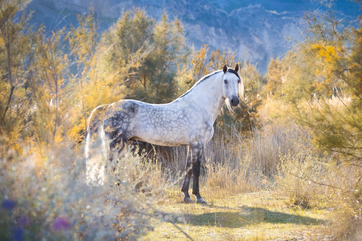 Марвари серый в яблоках