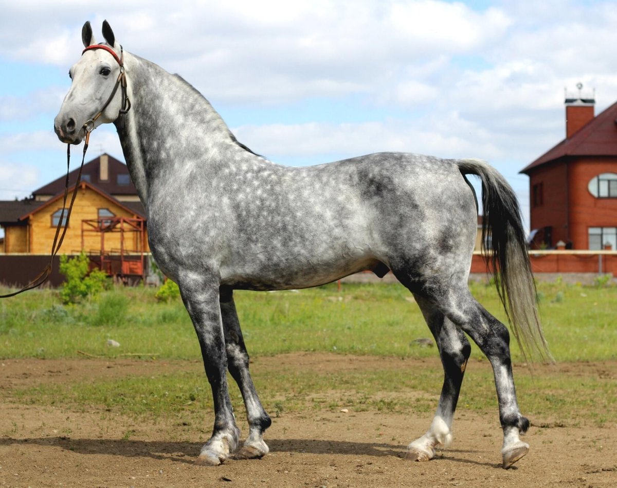 Серебристо-Буланая масть