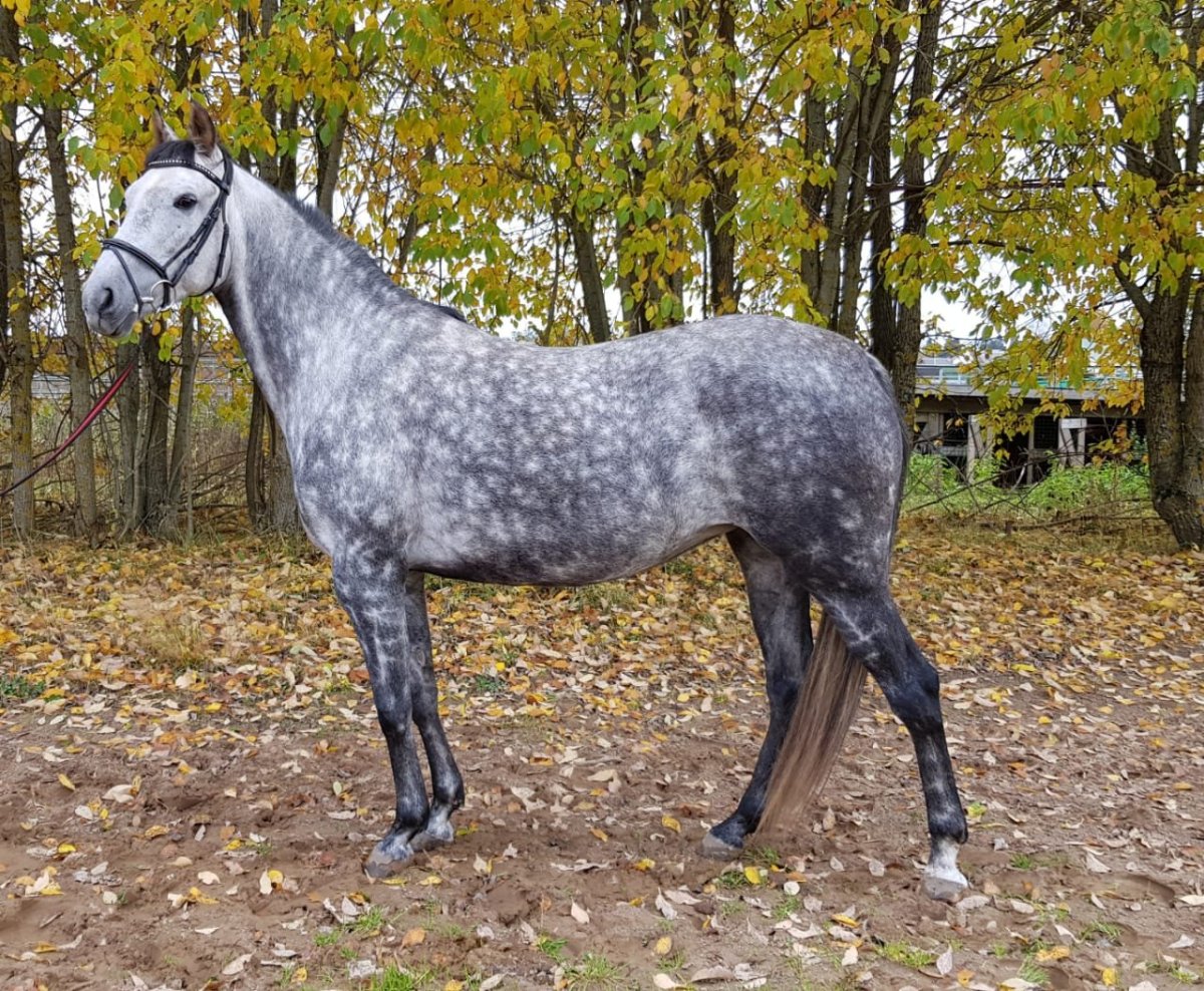 Лошадь породы Орловский рысак