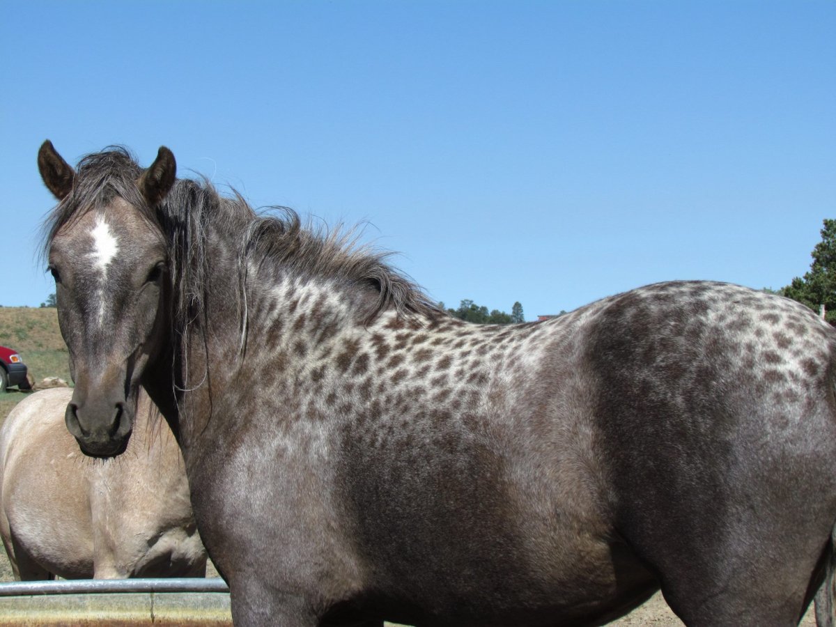 Аппалуза лошадь