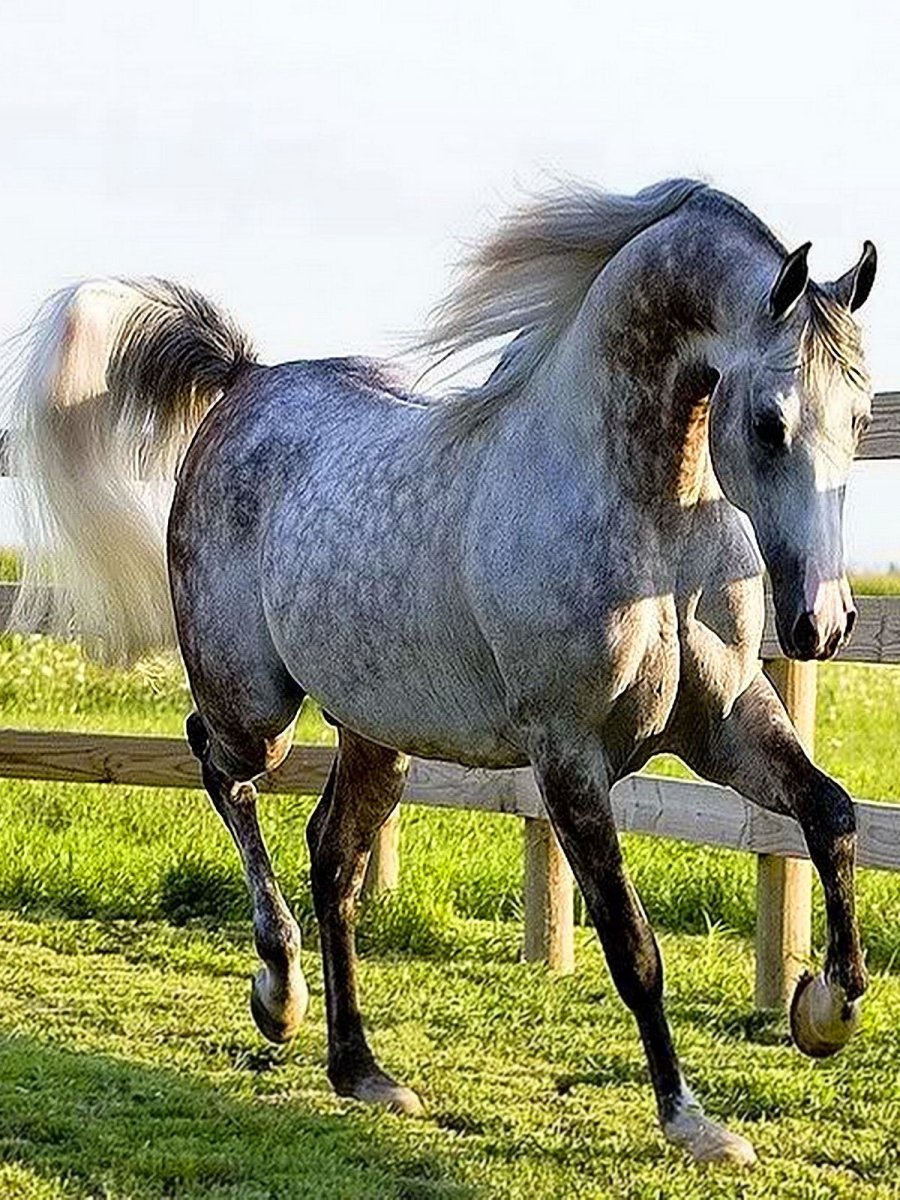 Андалузская лошадь серая