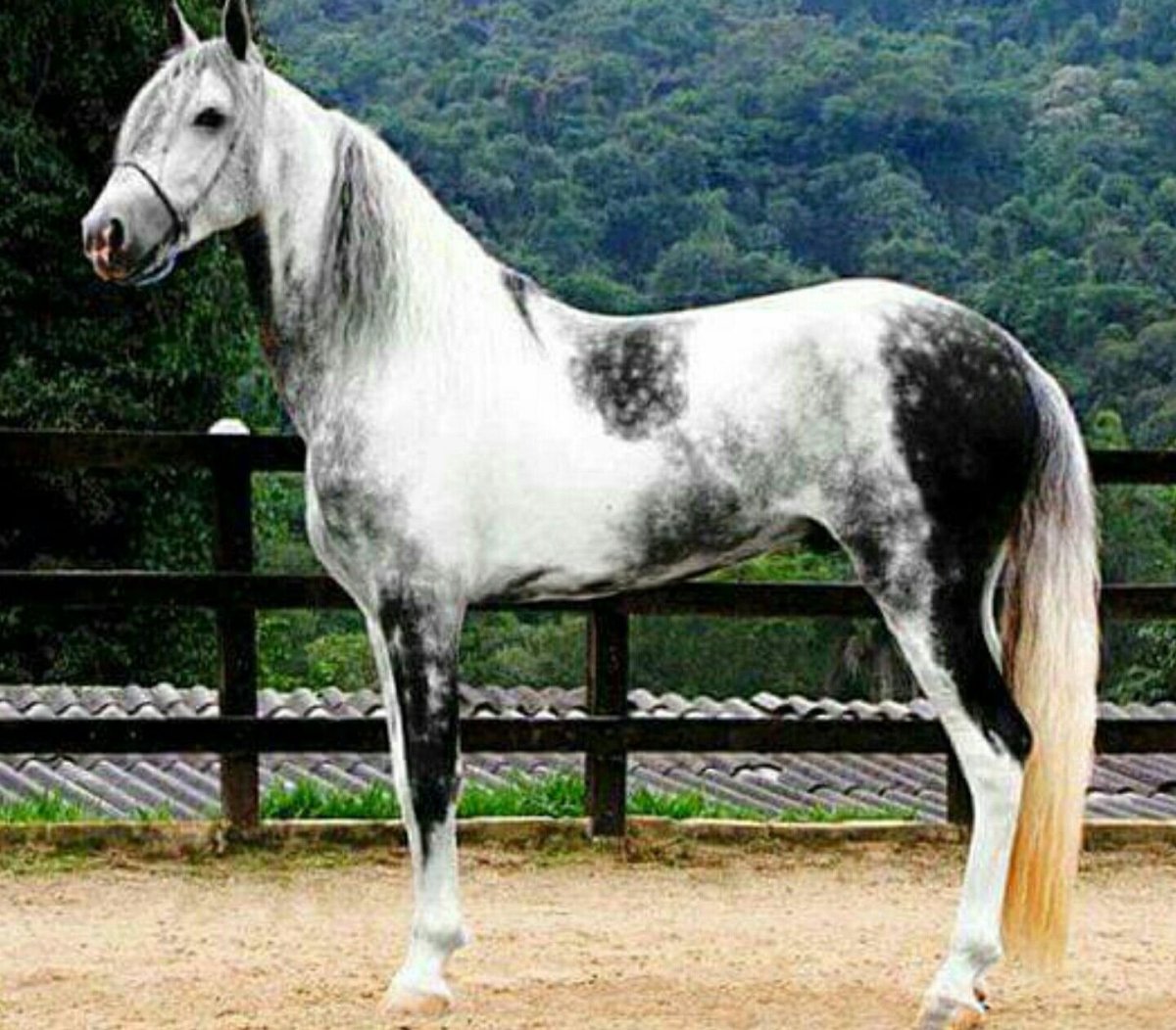 Серая масть лошади