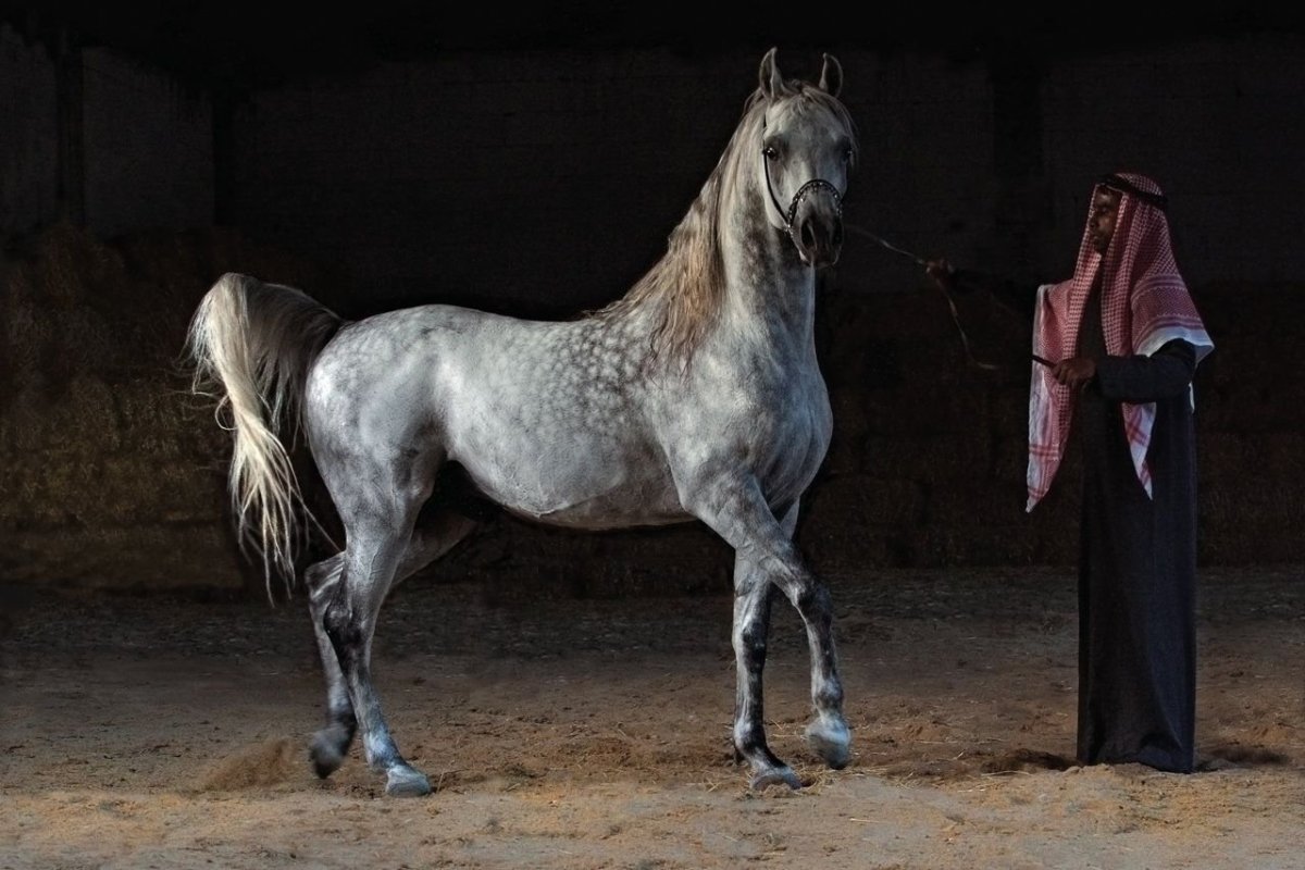 Орловский рысак