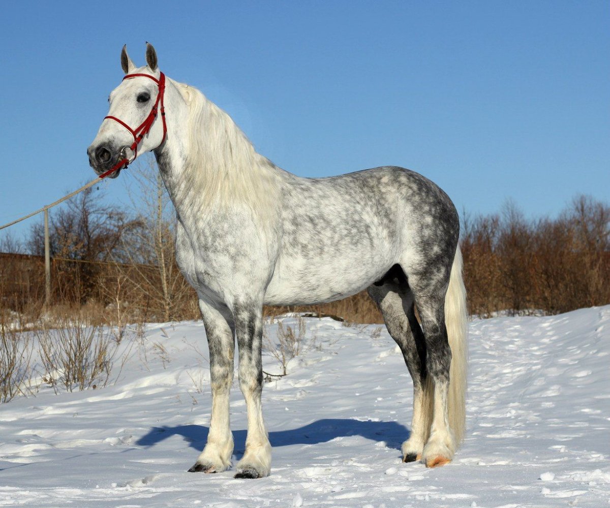 Пегий Орловский рысак