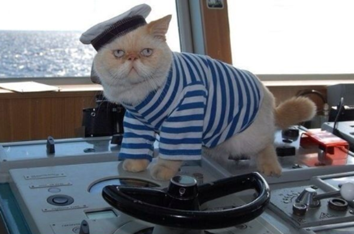 Модные котики в очках