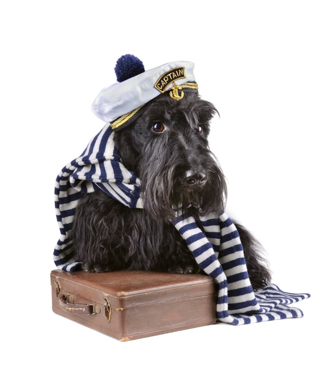 Питерский художник коты Анатолий Ярышкин