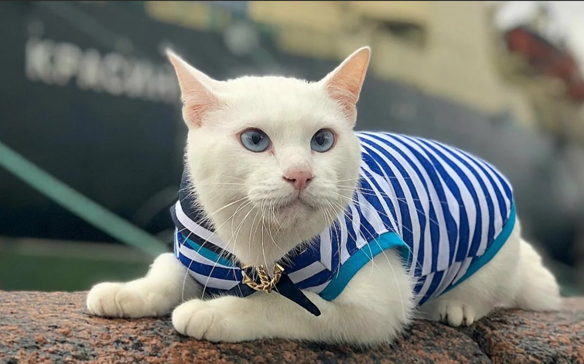 Эрмитажный кот Ахилл