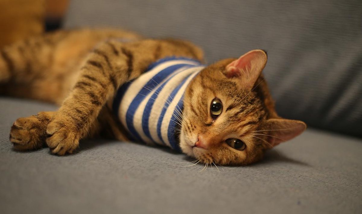 Котом Петербурга стал матрос Васильевич