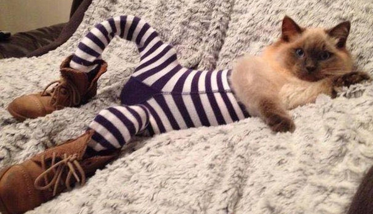 Котик в тельняшке