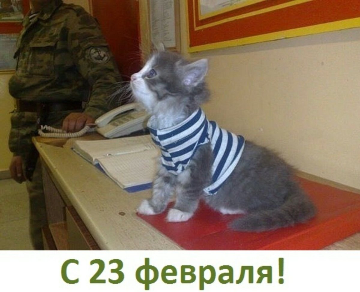 Прикольные костюмы для кошек