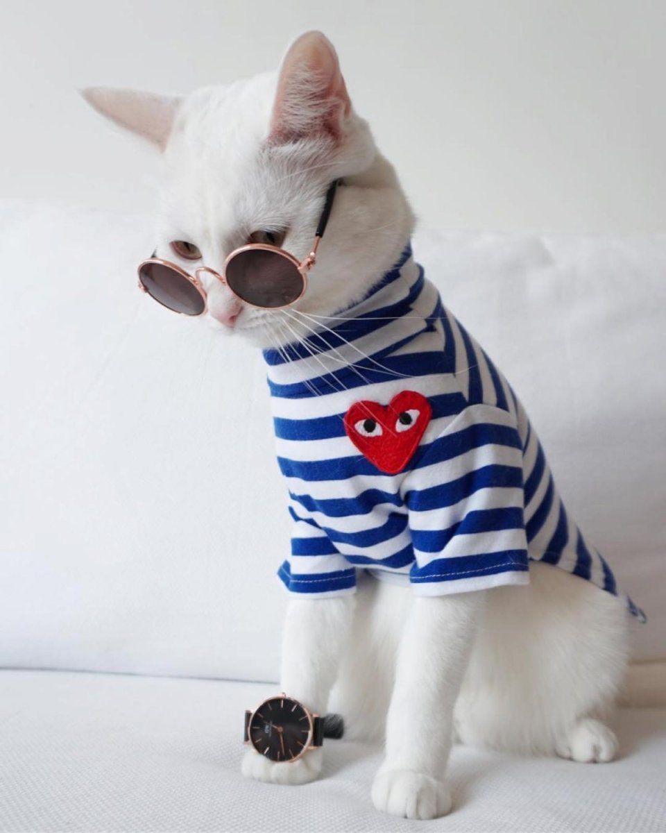 Котенок в тельняшке