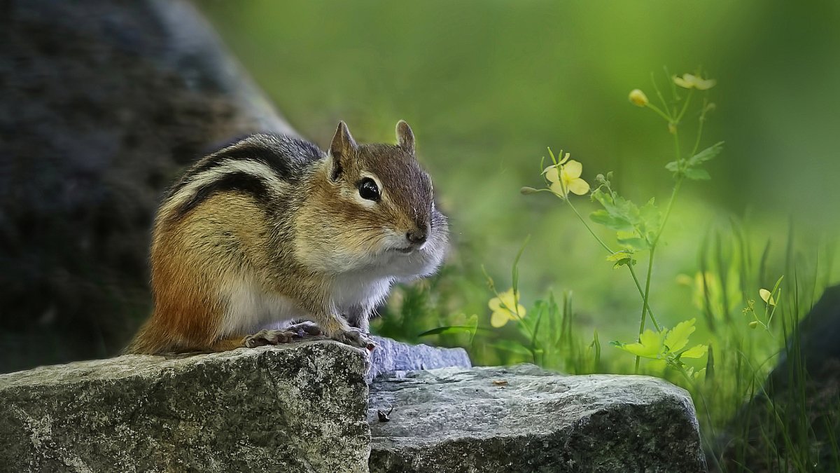 Бурундуки в природе
