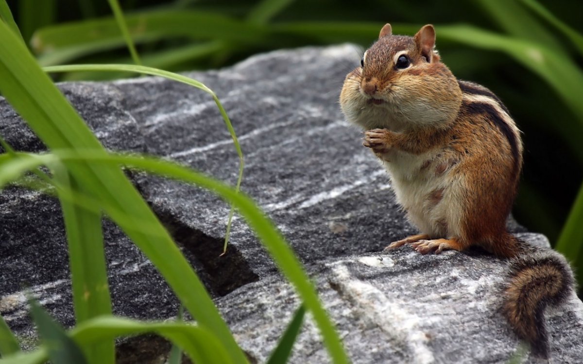 Рыжехвостый бурундук
