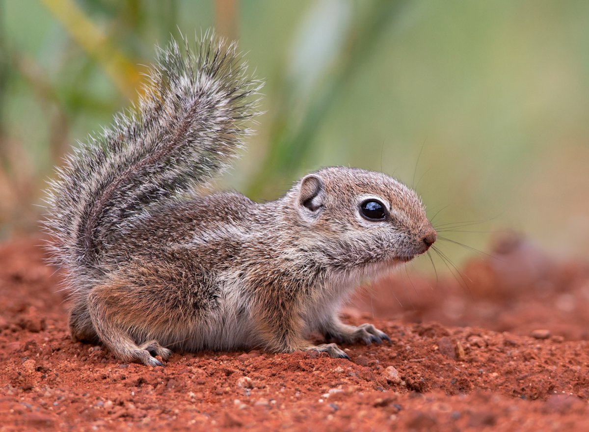 Антилоповый суслик Харриса