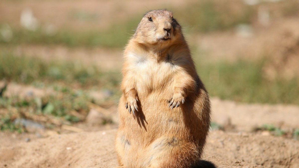 Чернохвостая Луговая собачка