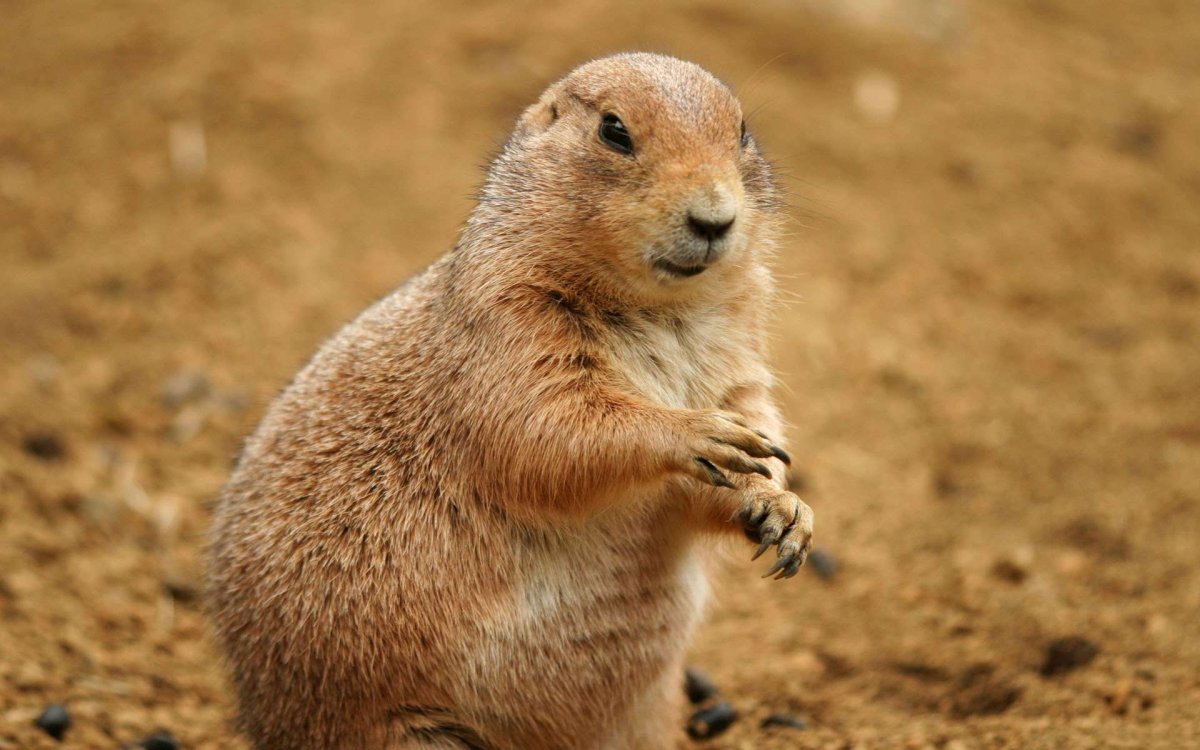 Луговые собачки Северной Америки