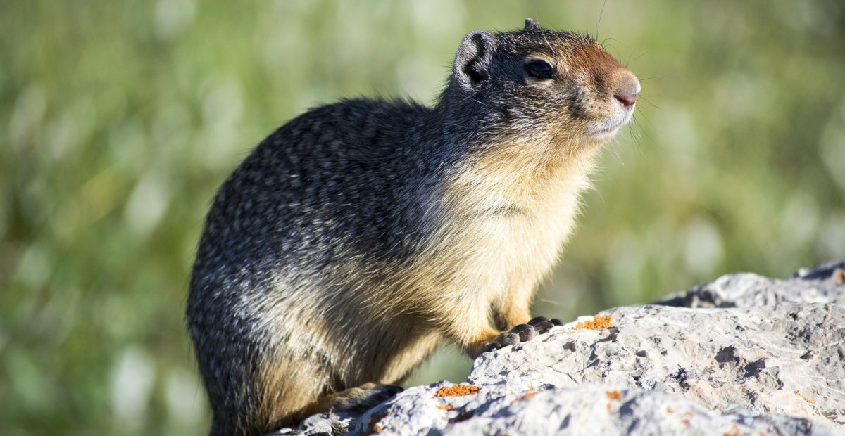 Обои Грызуны степ