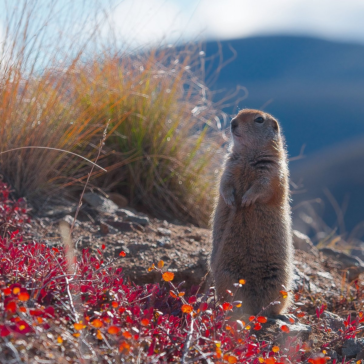 Камчатский сурок евражка